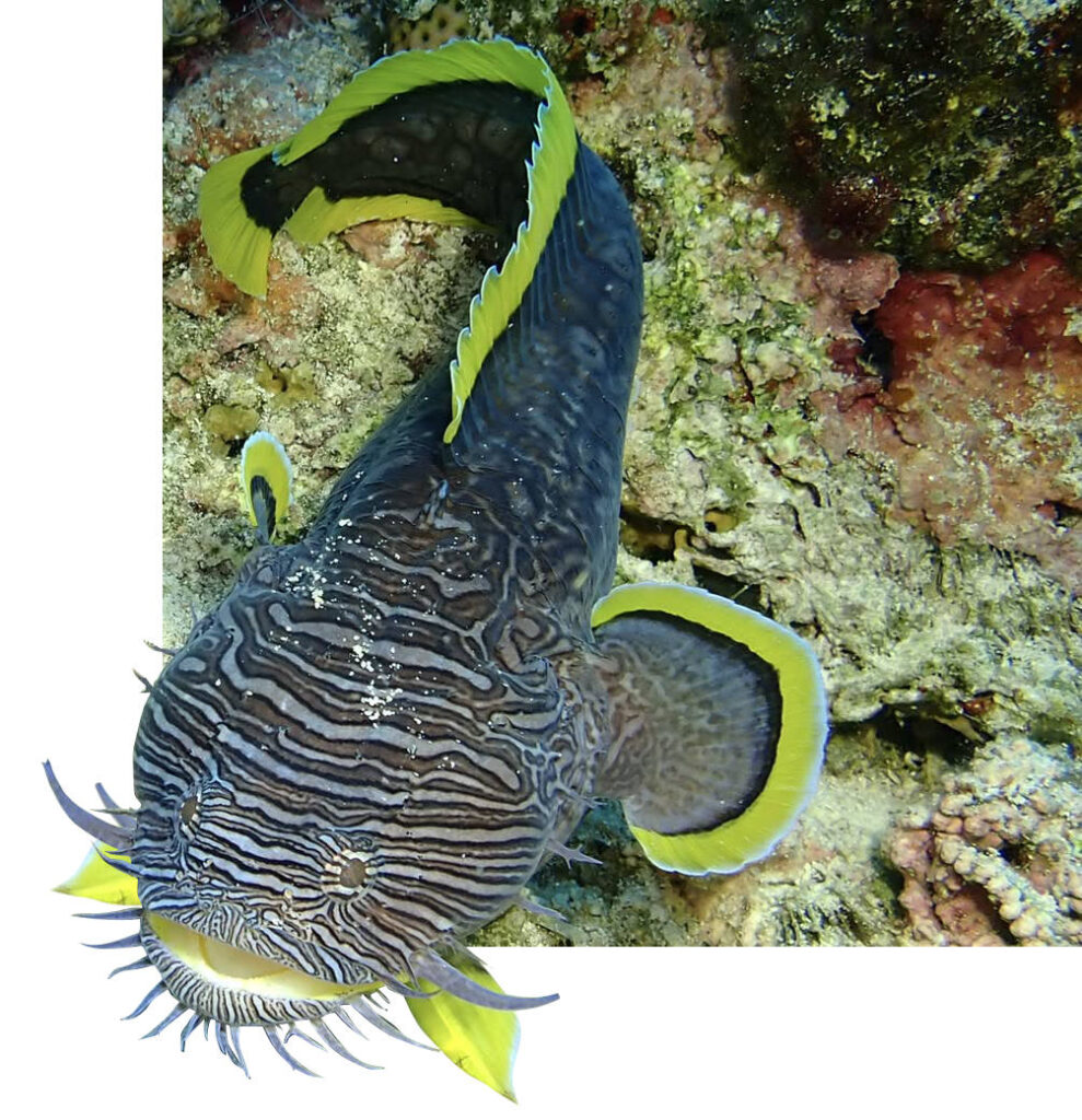 cozumel diving splendid toadfish