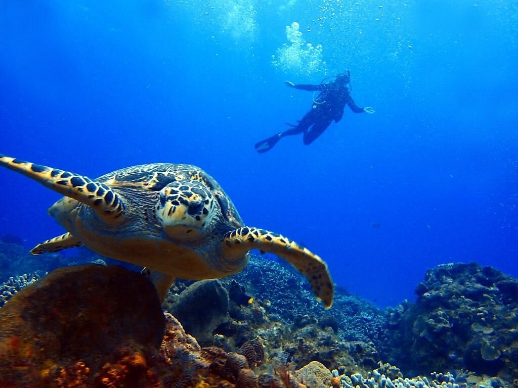 columbia reef cozumel catamarans
