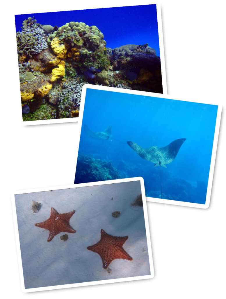 coral-formation on columbia reef cozumel riviera maya catamarans