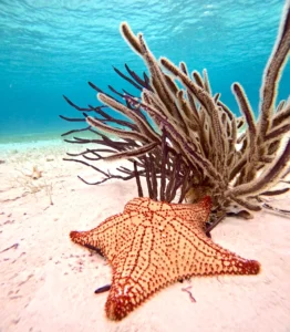 el cielito cozumel 1