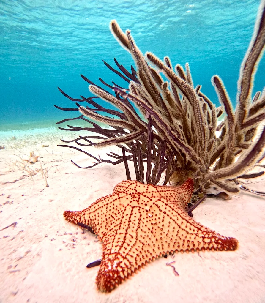 el cielito cozumel 1