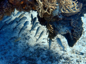 palancar reef cozumel FEATURED