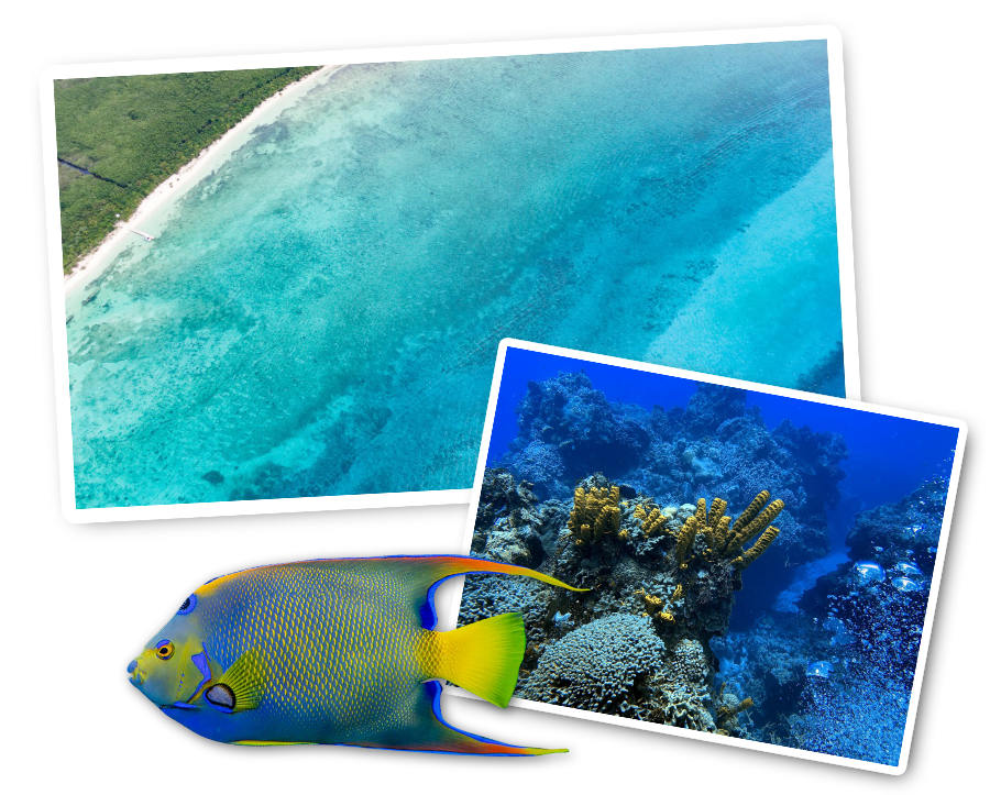 palancar reef collage with fish