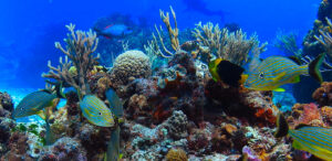 columbia-reef-cozumel-catamarans-1.jpg