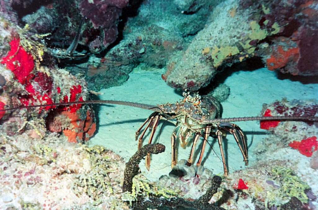playa palancar reef cozumel