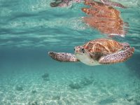 renting a boat the day before your wedding